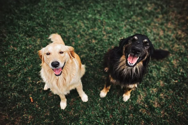 Cursos de perros